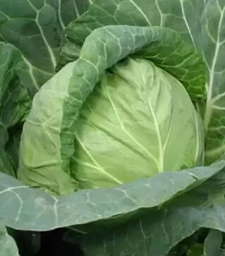 Насіння білоголової капусти Магнус F1, п.о. 2500 насінин (Hazera)
