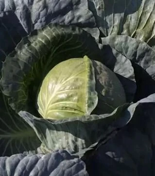 Насіння білоголової капусти Магіон F1, п.о. 10 тис. насінин (Moravoseed)