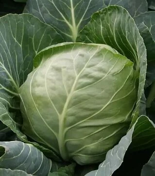 Семена белокочанной капусты Этма F1, п.е. 2500 семян (Rijk Zwaan)