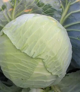 Семена белокочанной капусты ES 2144 F1, п.е. 1 тыс. семян (Ergon)