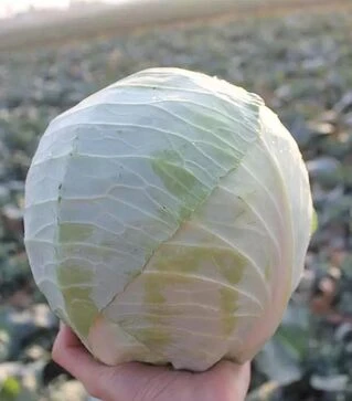 Семена белокочанной капусты ES 2144 F1, п.е. 1 тыс. семян (Ergon)