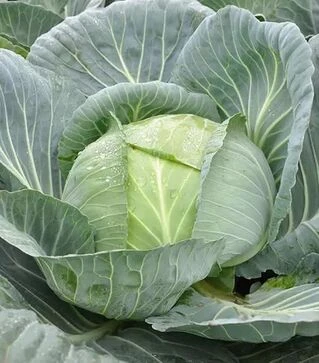 Насіння білоголової капусти Джинтама F1, п.о. 2500 насінин (Rijk Zwaan)