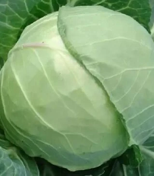 Семена белокочанной капусты Динамик F1, п.е. 2500 семян (Moravoseed)