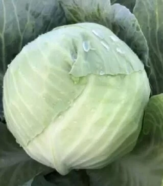 Насіння білоголової капусти Фансі F1, п.о. 100 тис. насінин (Spark Seeds)