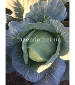 Семена белокочанной капусты Фанси F1, п.е. 100 тыс. семян (Spark Seeds)