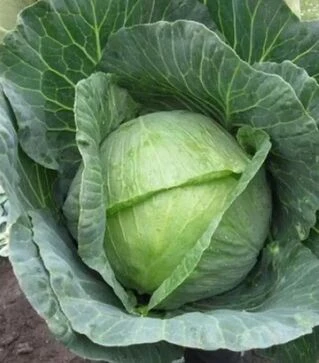 Семена белокочанной капусты Невада F1, п.е. 10 тыс. семян (Nasko)
