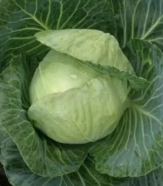 Семена белокочанной капусты Павел F1, 30 г (Semo)