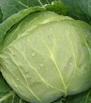 Семена белокочанной капусты Пушма F1, п.е. 2500 семян (Rijk Zwaan)