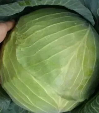 Семена белокочанной капусты Портоза F1, 30 г (Semo)