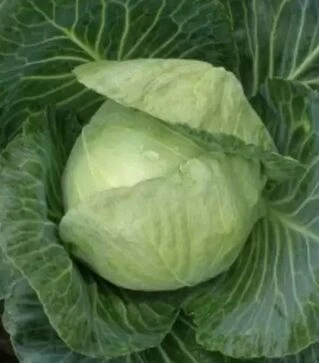 Семена белокочанной капусты Портоза F1, 30 г (Semo)