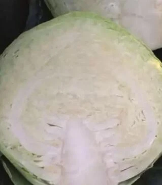 Насіння білоголової капусти Раменос F1, п.о. 2500 насінин (Hazera)