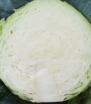 Насіння білоголової капусти Статус F1, п.о. 2500 насінин (Moravoseed)