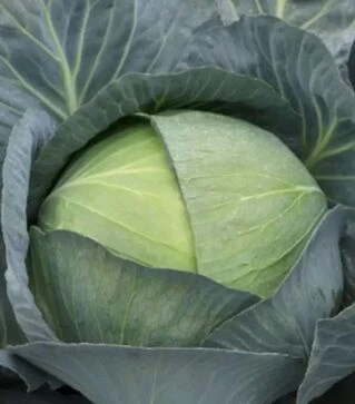 Семена белокочанной капусты Саксесор F1, п.е. 2500 семян (Syngenta)