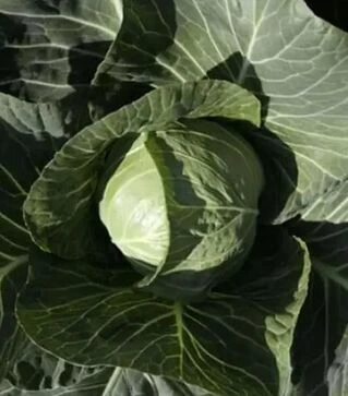 Насіння білоголової капусти Сіліма F1, п.о. 2500 насінин (Rijk Zwaan)