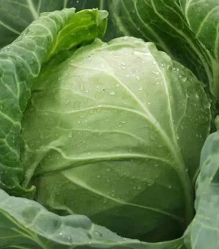 Семена белокочанной капусты Сер F1, п.е. 2500 семян (Clause)