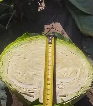 Насіння білоголової капусти Тайсон F1, п.о. 2500 насінин (Hazera)