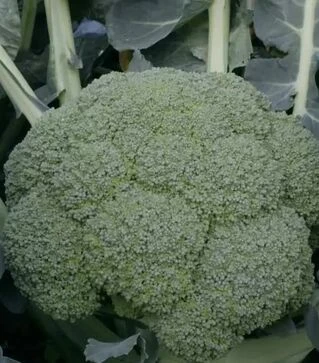 Семена капусты брокколи Квинта F1, п.е. 2500 семян (Takii Seed)