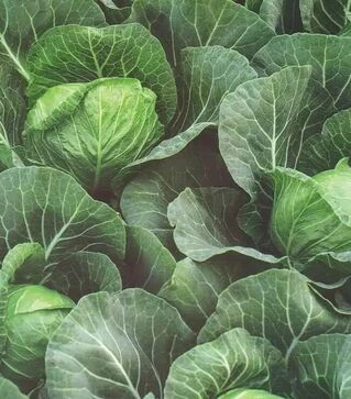 Семена белокочанной капусты Зариссима F1, п.е. 1 тыс. семян (Rijk Zwaan)