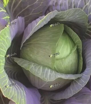 Семена белокочанной капусты Уникат F1, 30 г (Semo)