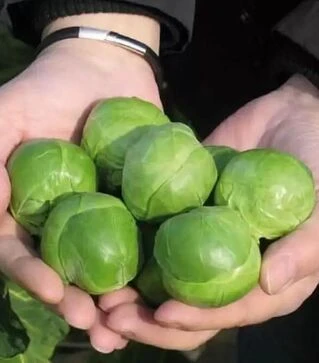 Семена капусты брокколи Франклин F1, п.е. 2500 семян (Bejo)