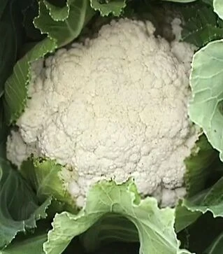 Семена цветной капусты Бета, 100 г (Moravoseed)