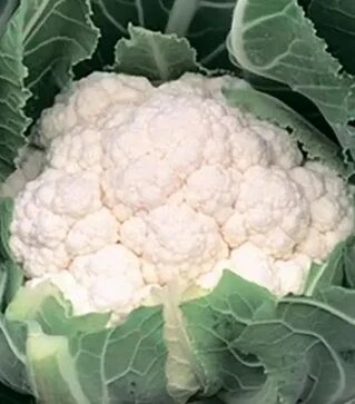 Насіння цвітної капусти Альмагро F1, п.о. 2500 насінин (Syngenta)