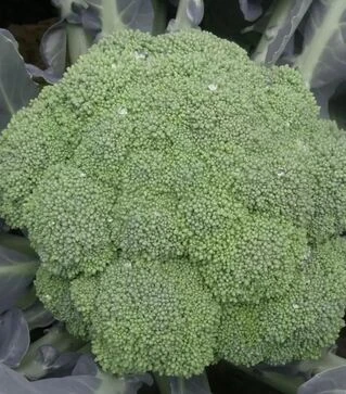 Насіння капусти броколі Самоа F1, п.о. 500 насінин (Cora Seeds)