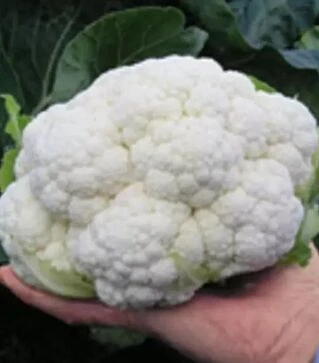Семена цветной капусты Альтамира F1, п.е. 2500 семян (Bejo)