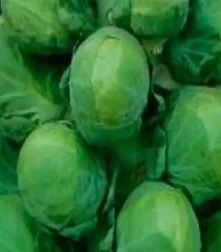 Семена капусты Брюссельская Кассиопея F1, 1 кг (Moravoseed)