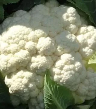 Семена цветной капусты Клипер F1, п.е. 2500 семян (Clause)