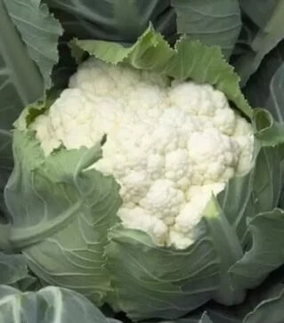 Насіння цвітної капусти Шамборд F1, п.о. 2500 насінин (Rijk Zwaan)