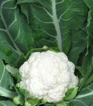 Насіння цвітної капусти Майбах F1, п.о. 2500 насінин (Clause)