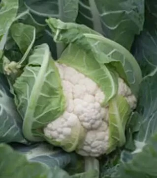Семена цветной капусты Гохан F1, п.е. 2500 семян (Syngenta)