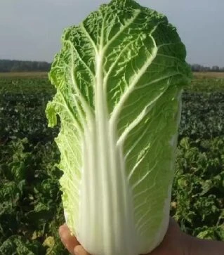 Семена пекинской капусты Эндуро F1, п.е. 2500 семян (Takii Seed)