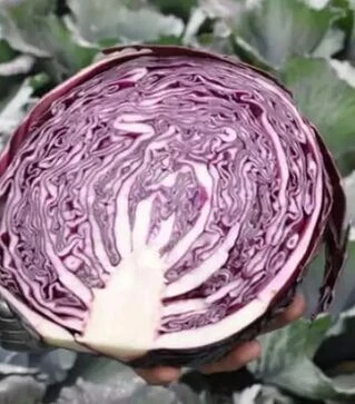 Семена красноголовой капусты Рексома F1, п.е. 2500 семян (Rijk Zwaan)