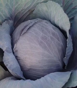 Насіння червоноголової капусти Поурово-красная, 50 г (Moravoseed)