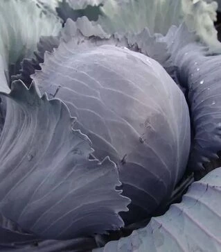 Насіння червоноголової капусти Квіт F1, п.о. 2500 насінин (Moravoseed)