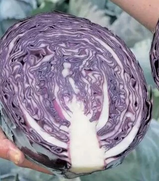 Насіння червоноголової капусти Квіт F1, п.о. 2500 насінин (Moravoseed)