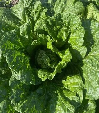 Семена пекинской капусты Бриджит F1, п.е. 2500 семян (Asia Seed)