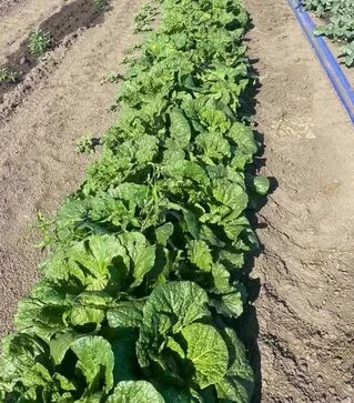 Семена пекинской капусты Бриджит F1, п.е. 2500 семян (Asia Seed)