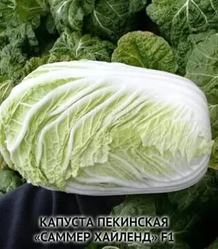 Семена пекинской капусты Саммер Хайленд F1, п.е. 2500 семян (NongWoo Bio)