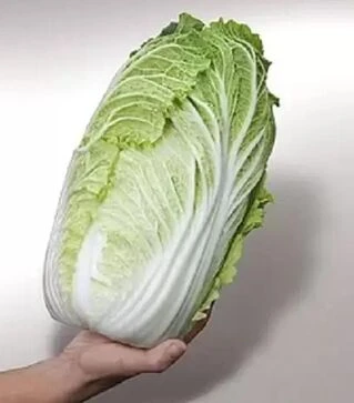 Семена пекинской капусты Меркурий F1, п.е. 2500 семян (Semo)