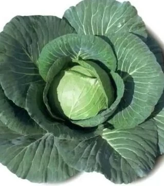 Насіння білоголової капусти Динамік F1, п.о. 1 тис. насінин (Sakata)