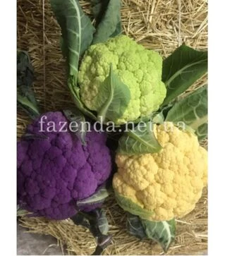 Семена цветной капусты Граффити F1, п.о. 1 тыс. семян (Syngenta)