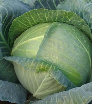 Семена белокочанной капусты Кейко (INX 524) F1, п.о. 100 семян (Innova Seeds)