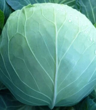 Семена белокочанной капусты KC 29 F1, п.о. 2,5 тыс. семян (Kitano Seeds)