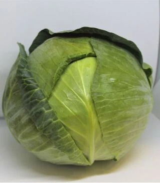 Насіння білоголової капусти ЄС 2144 F1, п.о. 500 насінин (Ergon Seed)