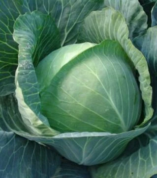 Насіння білоголової капусти Авак F1, п.о. 2,5 тис. насінин (Moravo Seed)