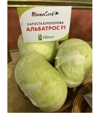 Насіння білоголової капусти Альбатрос F1, п.о. 2,5 тис. насінин (Moravo Seed)