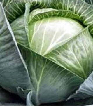 Семена белокочанной капусты Амагер, 100 г (Satimex)